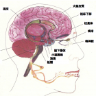 顔面解剖