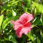 沖縄の風景-ハイビスカスの花 瀬底島