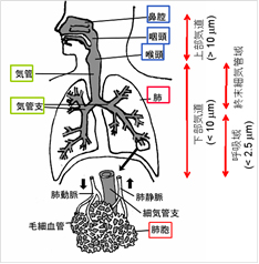 肺のRD